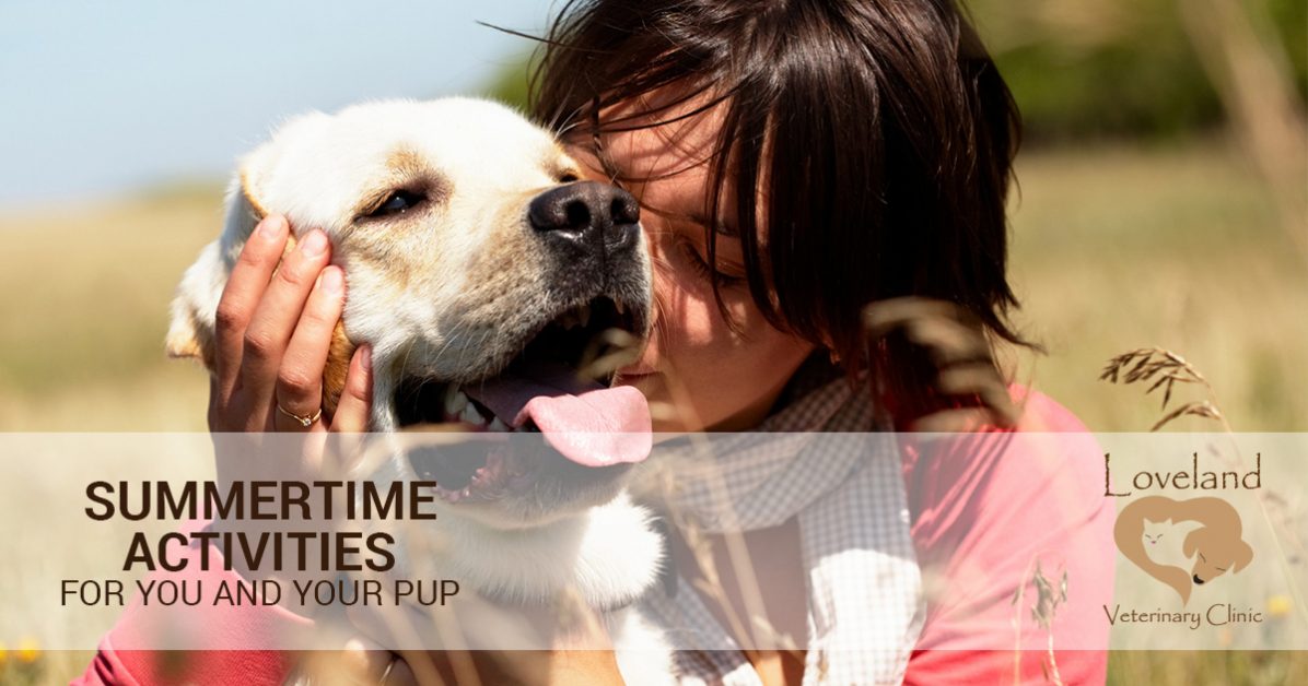 veterinarian loveland summertime activities for you and your pup