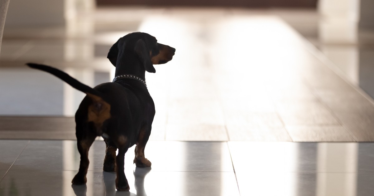 Home Care Vet Clinic