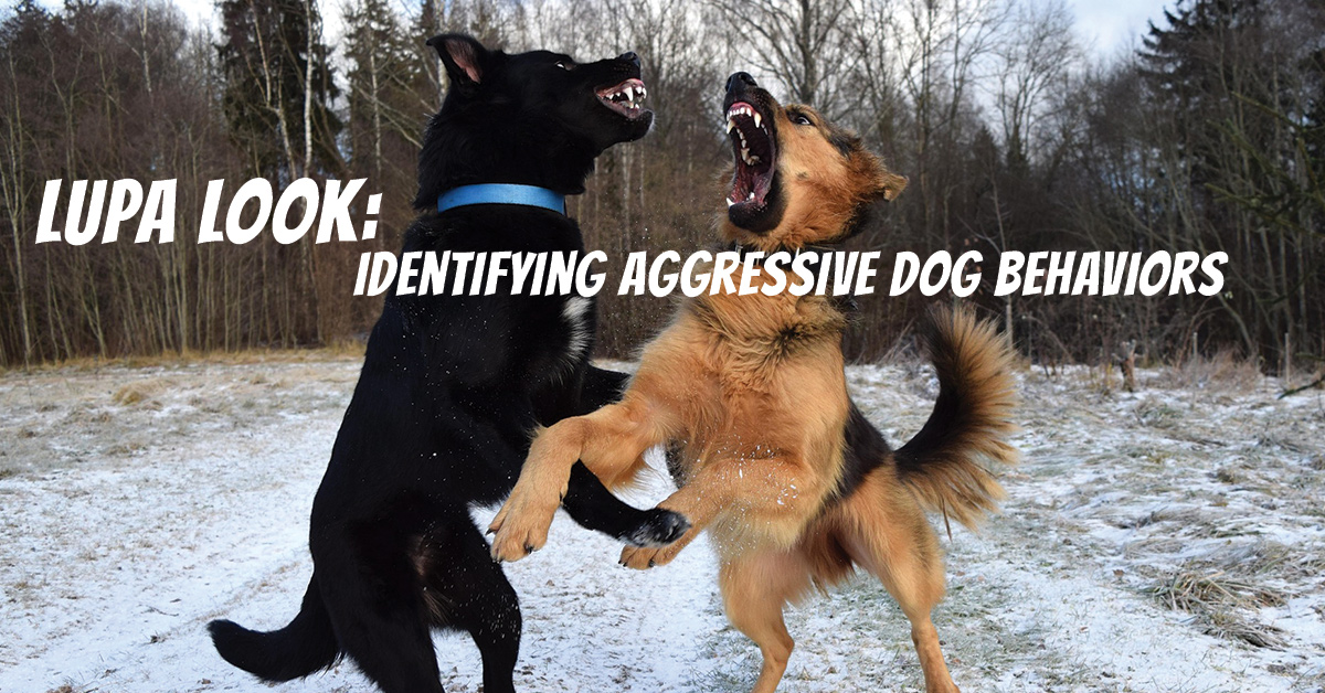 aggressive dog behavior training