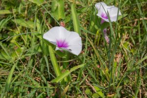 Bindweed or Morning Glory Flower