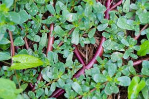 Purslane succulant weed