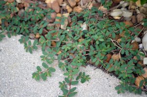 Spurge weeds