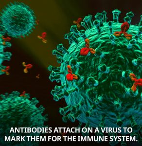 antibodies
