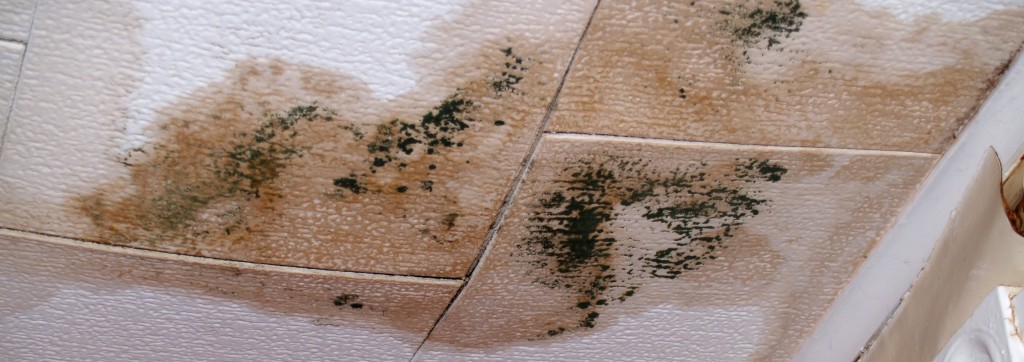 Home Mold Removal Made Easy By A Locally Owned Mold Company