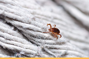 ticks