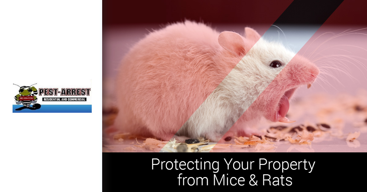 Katy Rodent Control 4 Steps to a MouseFree Home