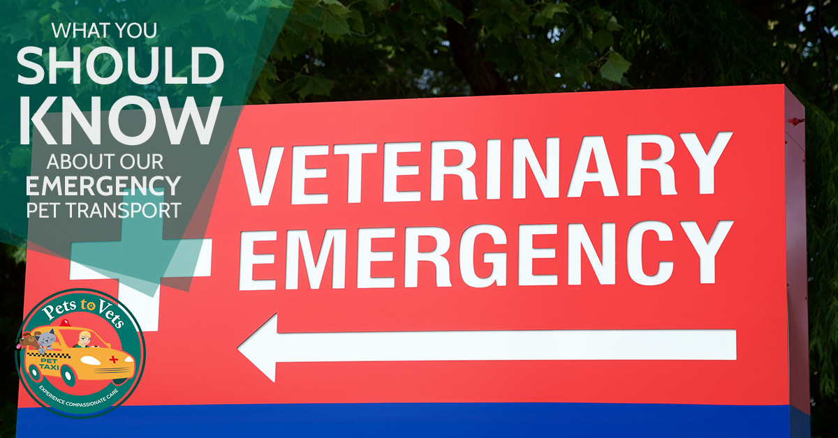 emergency pet transport