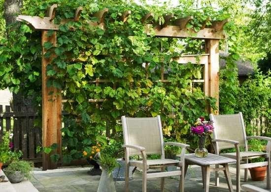 vertical gardening