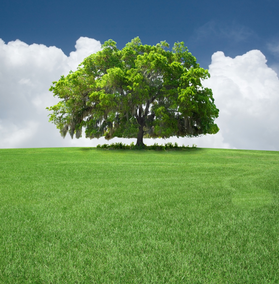 oak tree