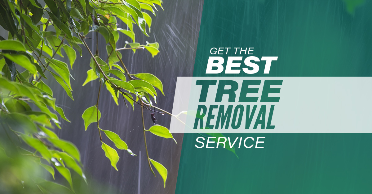 Tree Removal Burbank Tips To Get The Best Tree Service