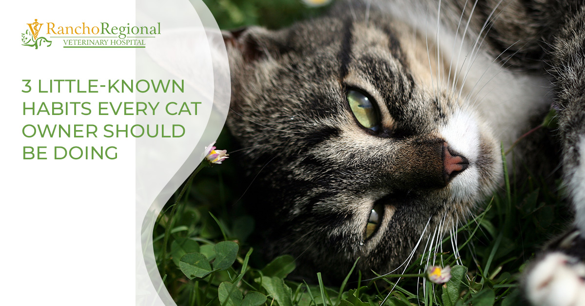 Pet Clinic Rancho Cucamonga 3 Habits Every Cat Owner Should Be Doing