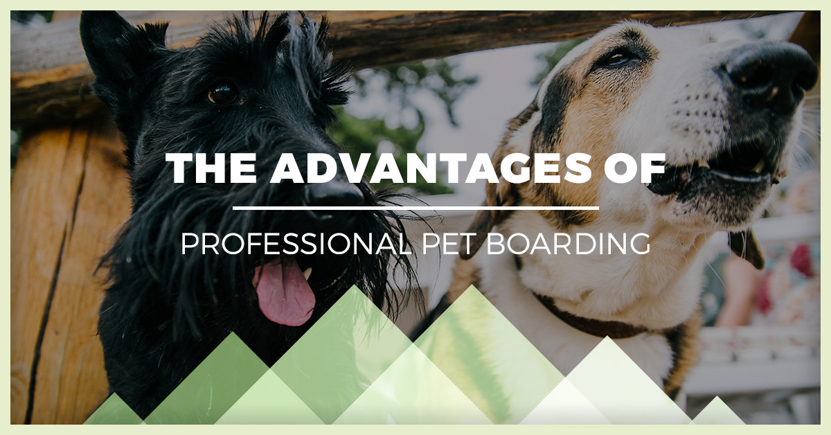 Pet Boarding Rancho Cucamonga The Advantages of Pet Boarding