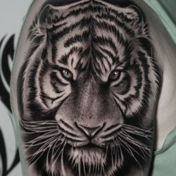 Black and gray realism tattoo of the tiger, Shere Khan, on the right shoulder.
