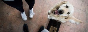 pet-1