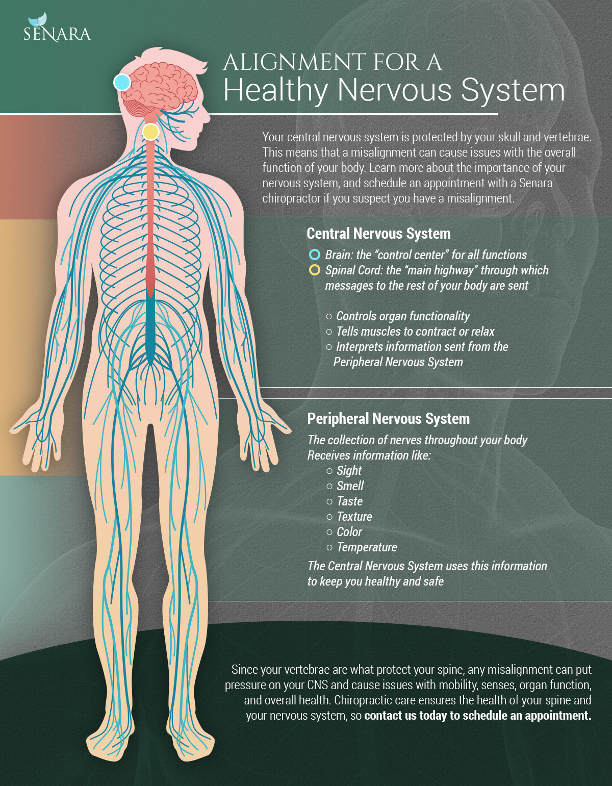 Chiropractic Service Singapore