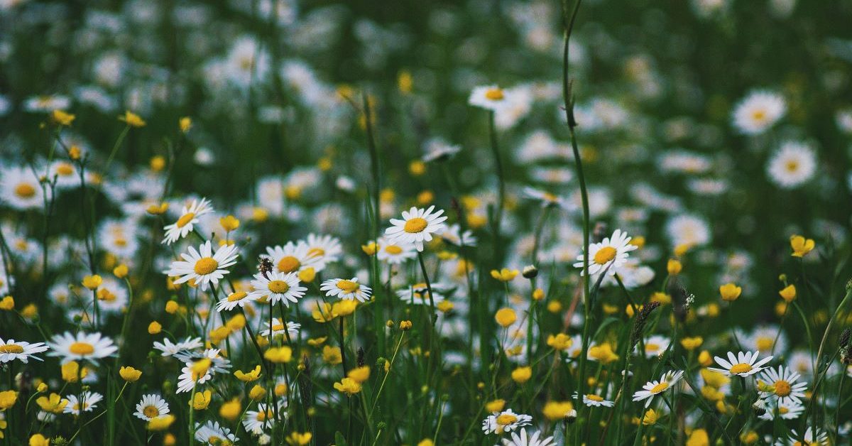 A field of white-petaled flowers in the daytime. Photo by Roksolana Zasiadko on Unsplash.