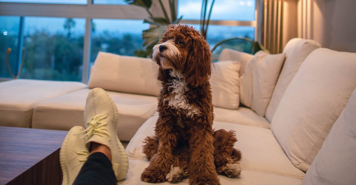 furry dog sitting on a couch