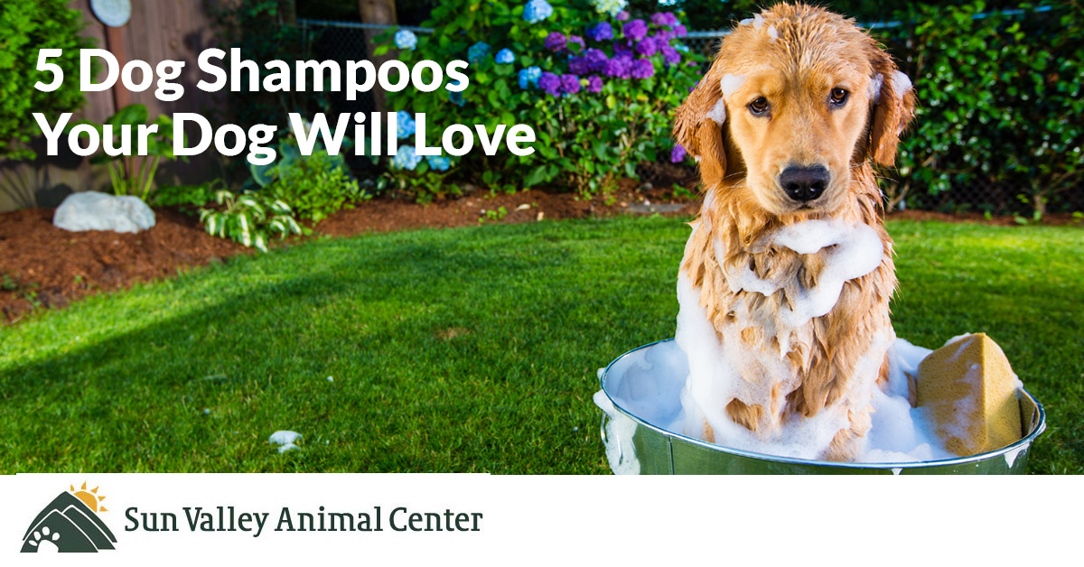 top 5 dog shampoos