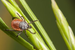 pest control hoboken