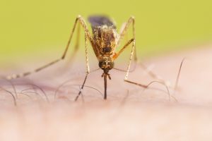 pest control hoboken