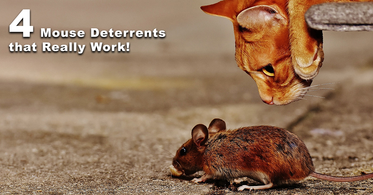 Pest Control Hoboken 4 Mouse Deterrents that Really Work!