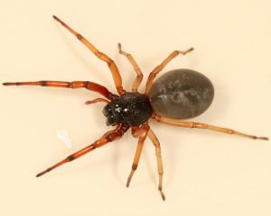trachelas-tranquillus-5
