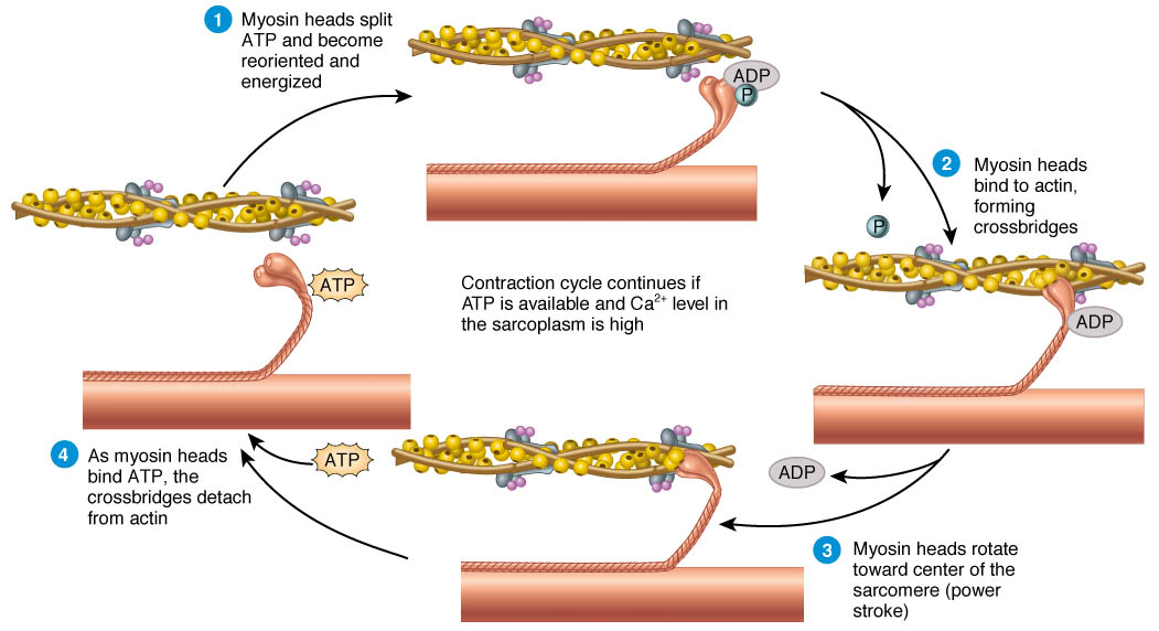 A Basic Look At How A Muscle Contracts