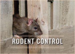 RODENT CTA