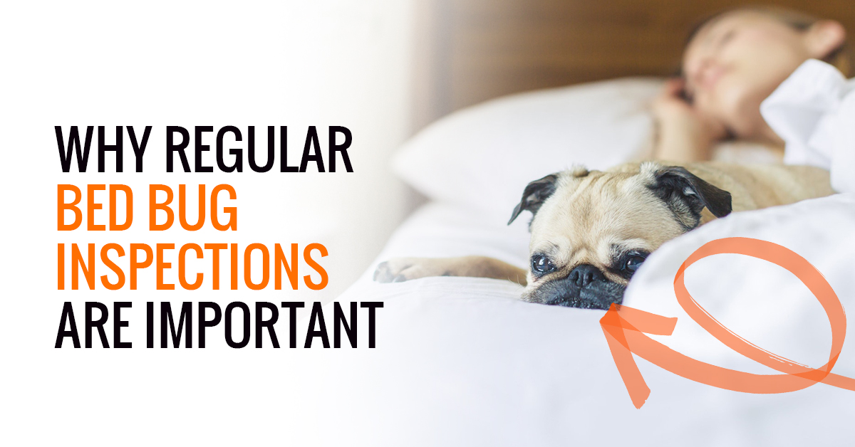 Bed Bug Treatments Denver Why Regular Bed Bug Inspections Are Important