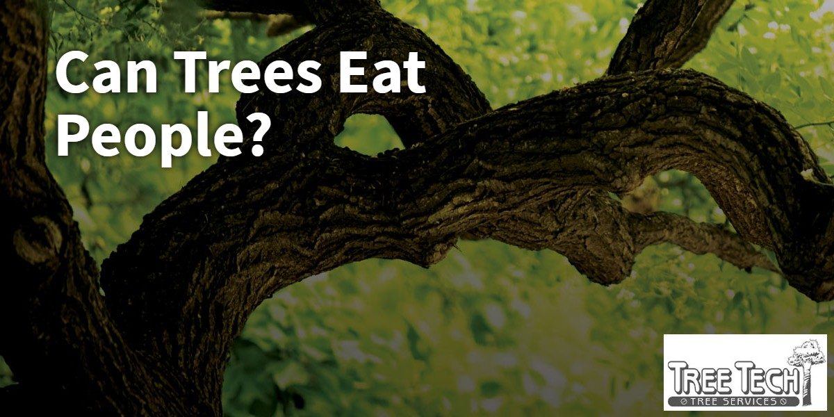 Can Trees Eat People? Arborist Mooresville Tree Tech Tree Service