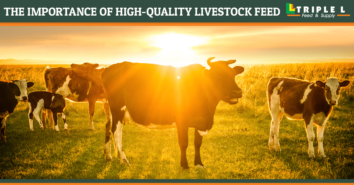 Feed Store Marana The Importance of HighQuality Livestock Feed