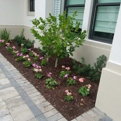 A grey paved path lining a brown mulched flower bed.