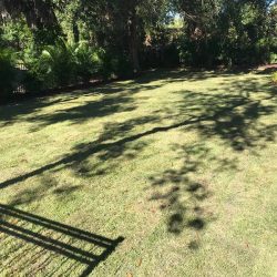 A wide expanse of fresh sod beneath a tree.