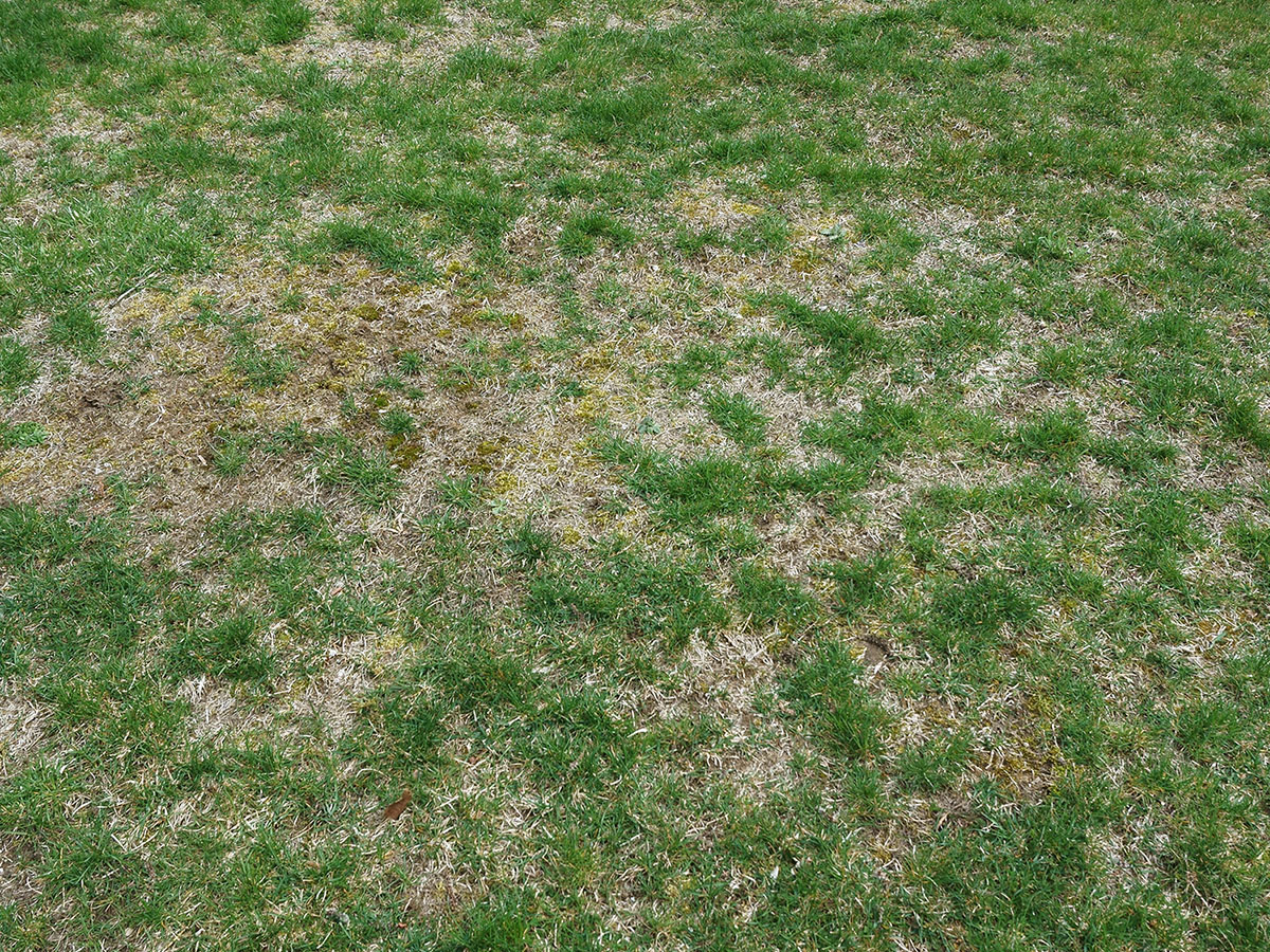 Dry brown grass mixed with green grass