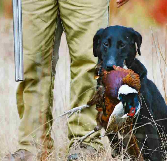 Hunting Puppies For Sale Trained Gun Dogs For Sale Duck Hunting Dog Training Ultimate Gun Dog