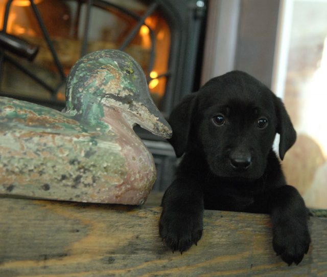 Hunting Puppies For Sale Trained Gun Dogs For Sale Duck Hunting Dog