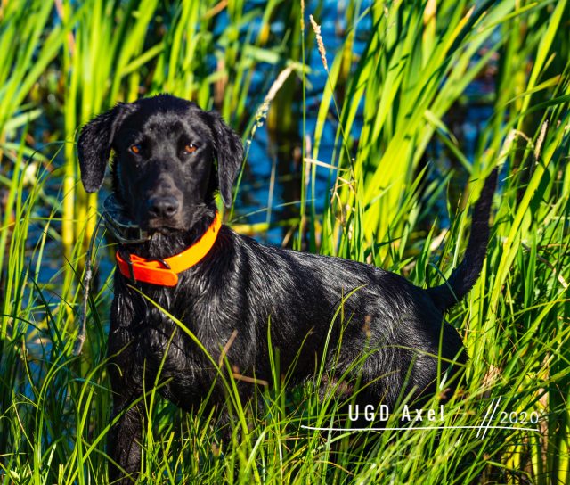 Hunting Puppies For Sale Trained Gun Dogs For Sale Duck Hunting Dog