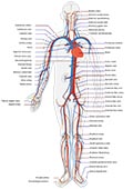 circulatory_system