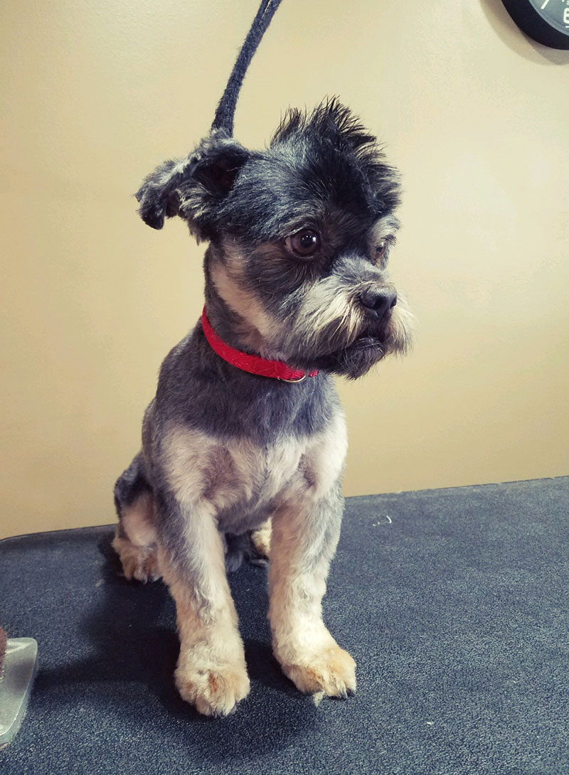 Gallery VIP Grooming