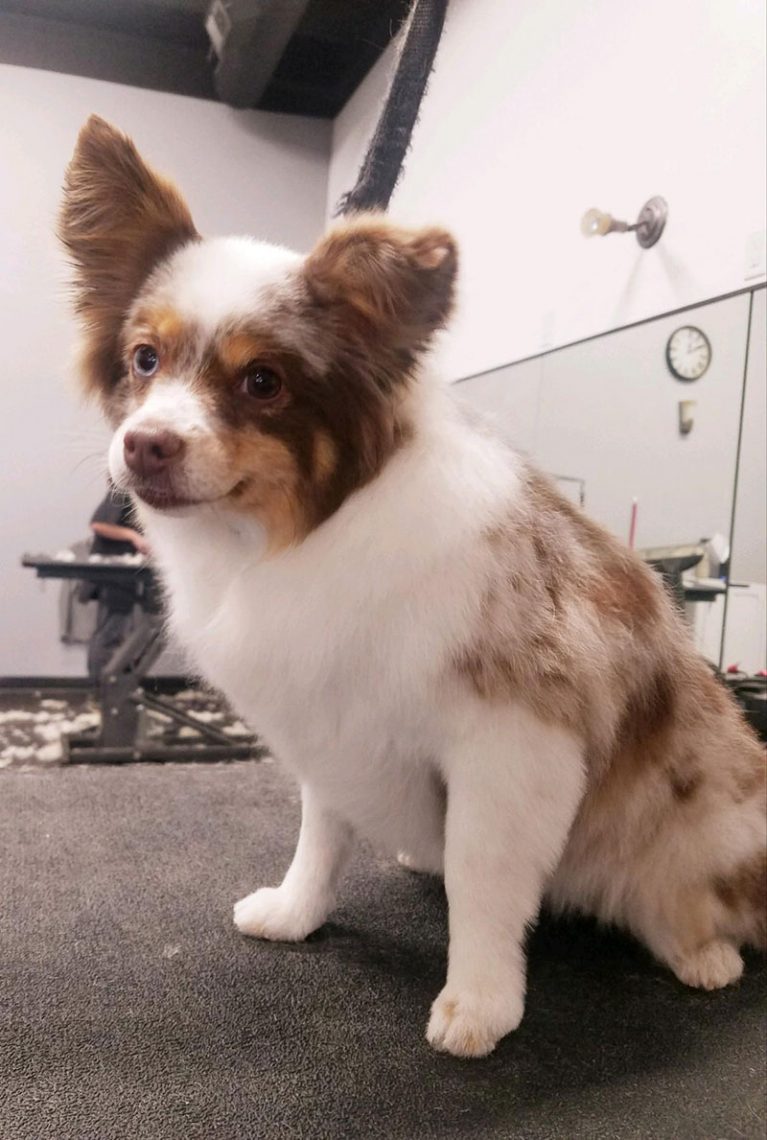 Gallery VIP Grooming