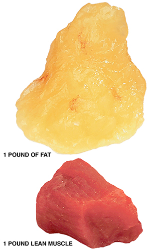 Lost Fat Pic