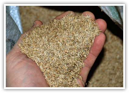 overseeding_1