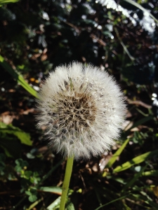 dandelion