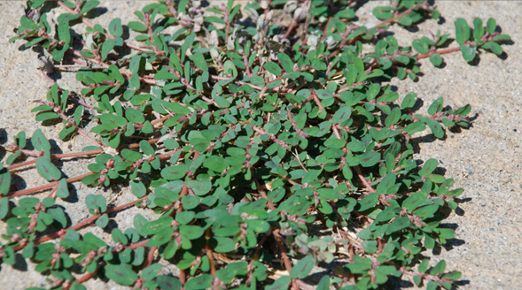 spottedspurge 170118 587f988e67ce5