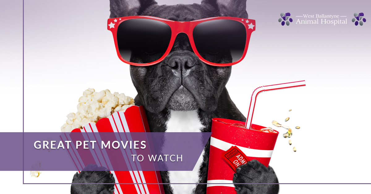 Great Pet Movies to Watch West Charlotte Animal Hospital