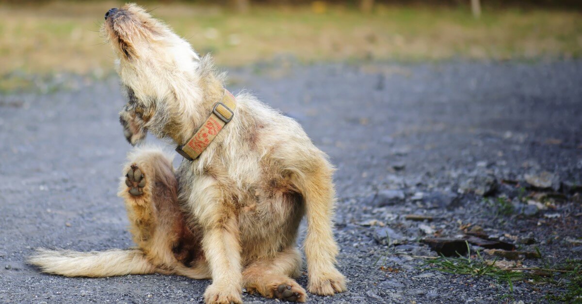 dog is really itchy
