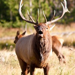 Trophy Cow Elk Mews in Grassy Field on Elk Ranch