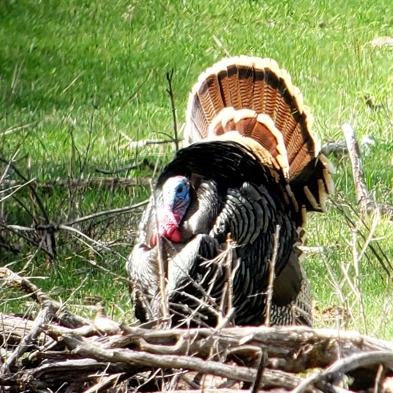 Guaranteed Turkey Hunting Utah Guided Turkey Hunts West Canyon Ranch Guaranteed Turkey Hunting Utah Guided Turkey Hunts West Canyon Ranch