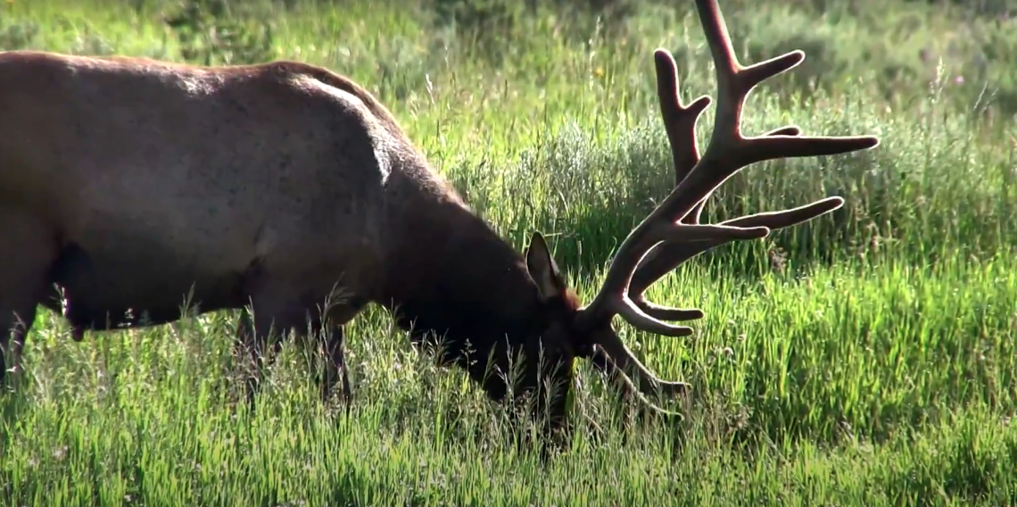 How To Field Dress An Elk West Canyon Ranch How To Field Dress An Elk West Canyon Ranch