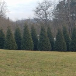 evergreen hedge installation